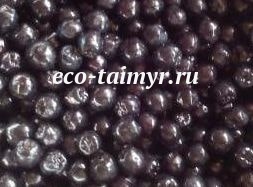 фото рябина черноплодная  от производителя ЭкоТаймыр