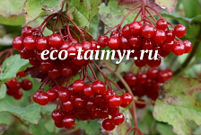 Калина 