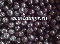 Рябина черноплодная 