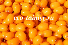 Облепиха 